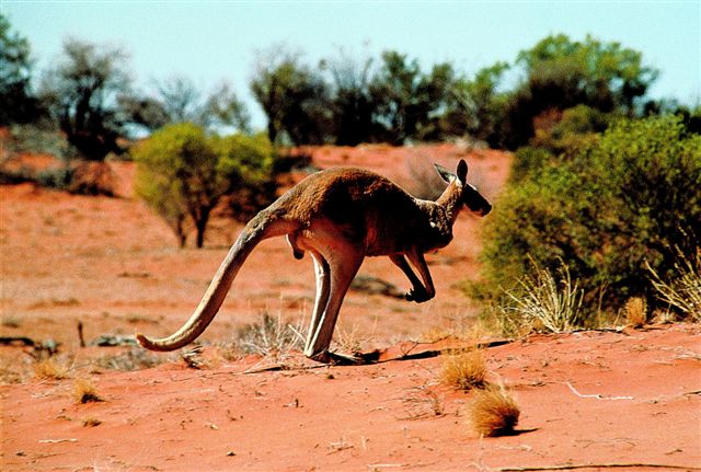 Kangaroo in the Australian Outback.