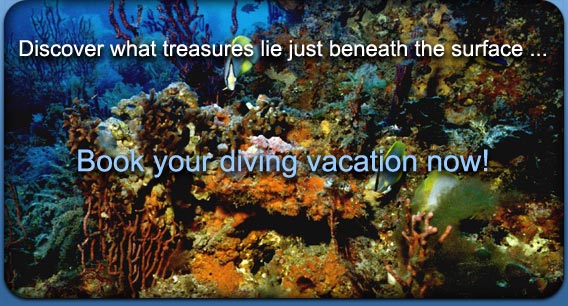 Discover what treasures lie just beneath the surface ... Book your diving vacation now!